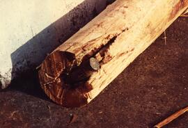 World War 2 artillery shell embedded in a log being sawn at Fraser Mills