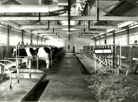 Interior of breeding barn (Colony Farm)