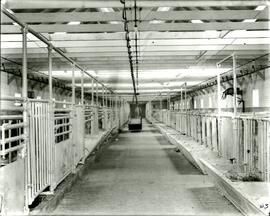Interior of milking parlour, with cows (Colony Farm)