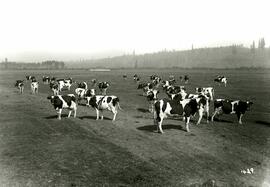 Herd of cows in pasture (Colony Farm)
