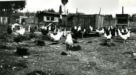 Chicken farm on Alderson Avenue