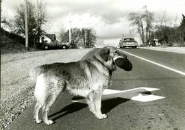 Dog in the bike lane