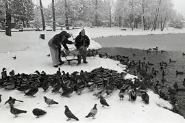 Feeding ducks in the snow at Como Lake