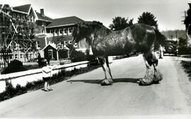 Clydesdale horse led by a young Margaret Gardner