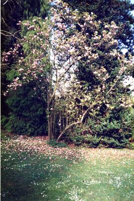 Magnolia tree in bloom on səmiq̓ʷəʔelə/Riverview site