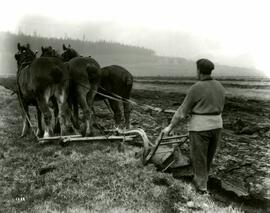 Three horses pulling plow (Colony Farm)