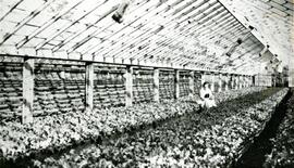 Pauline Gatensbury  working in a lettuce bed in the family's greenhouse across from Como Lake