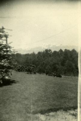Bushes and tree on Essondale grounds