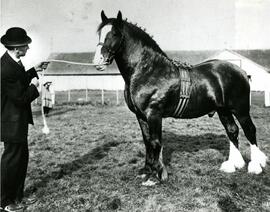 Clydesdale horse with handler at Colony Farm