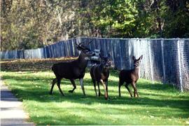 Trio of deer traveling across səmiq̓ʷəʔelə/Riverview site