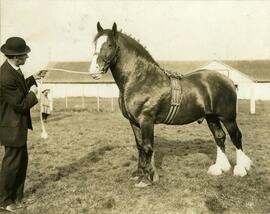 Clydesdale horse with handler at Colony Farm