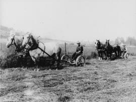 Two Clydesdale plow teams in field, with West Lawn building under construction in the background