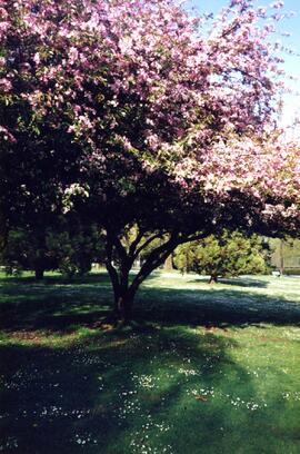 Tree blossoming in arboretum on səmiq̓ʷəʔelə/Riverview site