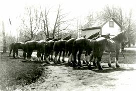 Ten Clydesdale horses tied to fence (Colony Farm)