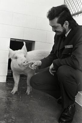 Escaped pig found temporary shelter at Coquitlam SPCA