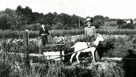 Jim Fenton with a goat and cart on Alderson Avenue