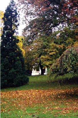 Trees in arboretum on səmiq̓ʷəʔelə/Riverview site in fall