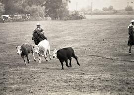 Cattle penning at Colony Farm