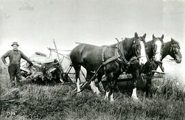 Three-horse plough at Colony Farm