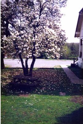 Magnolia tree in bloom on səmiq̓ʷəʔelə/Riverview site