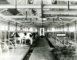 Holstein cows in a barn at Colony Farm
