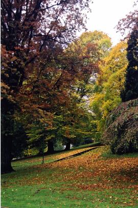 Trees in arboretum on səmiq̓ʷəʔelə/Riverview site in fall