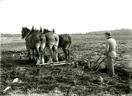 Man with plow and team of horses (Colony Farm)