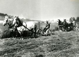 Horse-drawn ploughs at Colony Farm