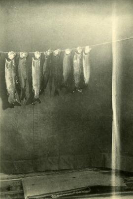Fish hung to dry
