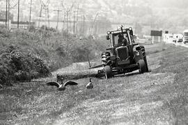 Canadian geese being chased by tractor mower beside Highway #1 in Coquitlam