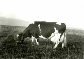 Cow - Bessie Besford (Colony Farm)
