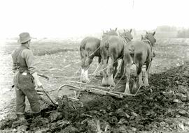 Three horse team pulling hand plow (Colony Farm)