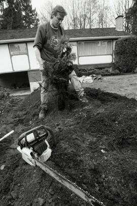 Grassmaster employee removing roots from a Coquitlam home on Baker Dr.