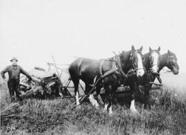 Clydesdales with plow and farmer