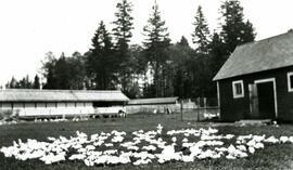 Ducks at a farm at Como Lake Ave and Clarke Road