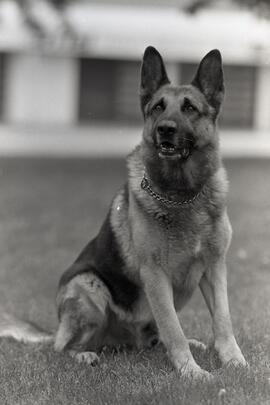 Maple Ridge RCMP police dog 'Rey'
