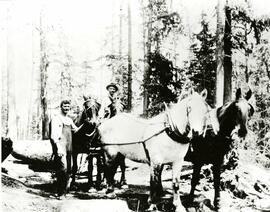 Logging horse team