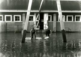 Two men floating milk cans at barn during flood (Colony Farm)
