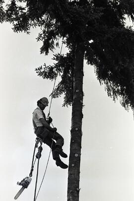 Randy Ireland of Budget Tree Topping descends from a 115 foot fir tree he is cutting down in back...