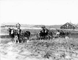 Three sets of clydesdale teams ploughing a field in front of the barns