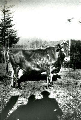 Cow at a farm at 800 MacIntosh Street