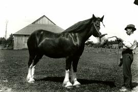 Unidentified Clydesdale horse, with handler, D. Montgomery (Colony Farm)