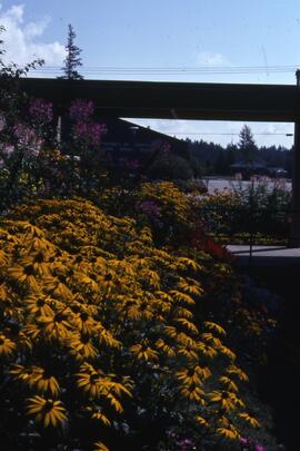Flowers at The District of Coquitlam Municipal Sports Centre