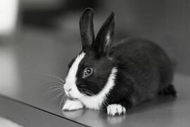 SPCA pet page Dutch rabbit