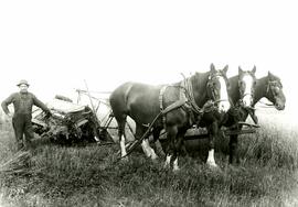 Three horses pulling stoker (Colony Farm)