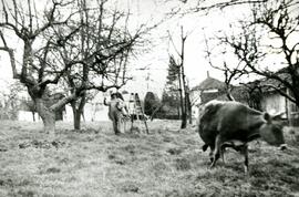 Field behind 356 Blue Mountain Road