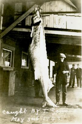 Giant sturgeon caught by T. Gowans