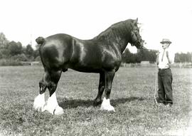 Unidentified Clydesdalehorse , with handler (Colony Farm)