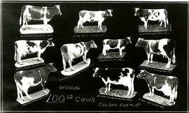 Collage, Colony Farm - 100lb Cows, big producers