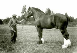 Unidentified Clydesdale horse , with handler (Colony Farm)
